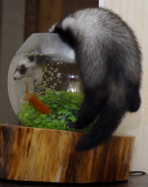 Когда вы плюсуeтe тему в платине