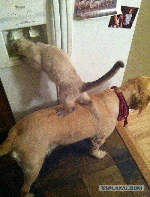 Как кормят кошек и собак!