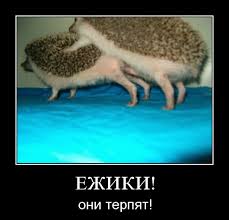 Ёжик Зёма.