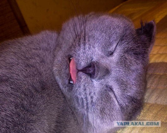 Котовторник 24.03.2015