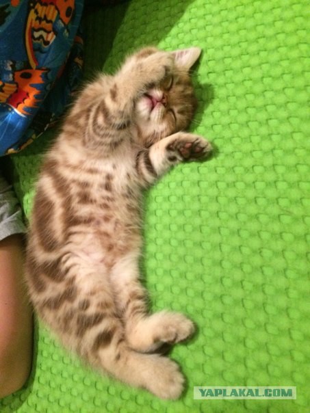 25 кошек, которые спят где угодно