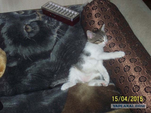 Котовторник