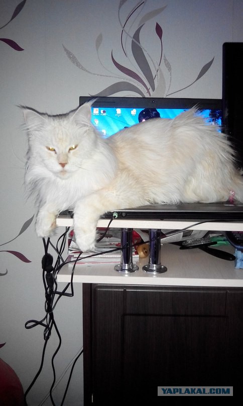 Котовторник 15.12.2015