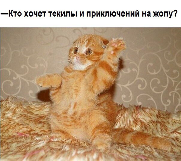 Картинки и демотиваторы