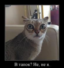 Удивление по-кошачьи