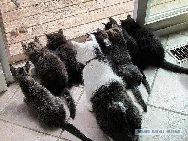Кот и занавеска.