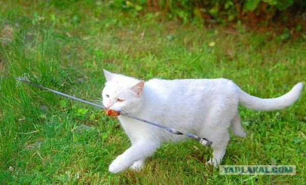 Подборка животных, которых застали за трапезой