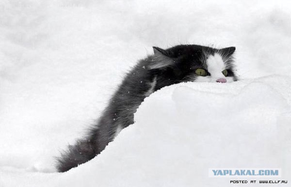 Коты в засаде