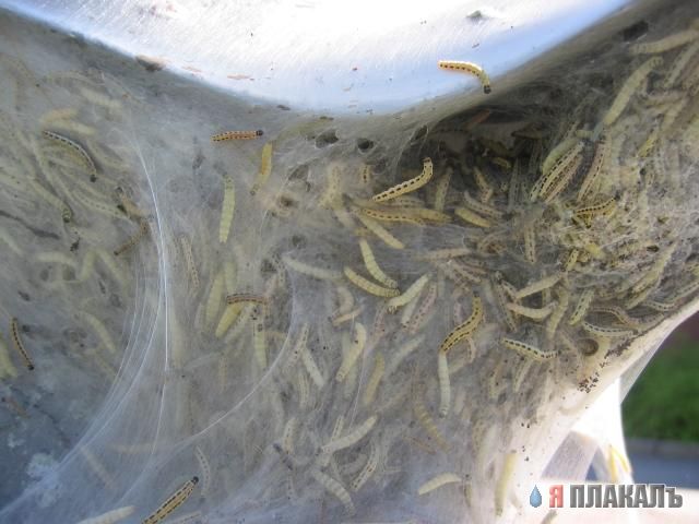 Гусеницы наступают