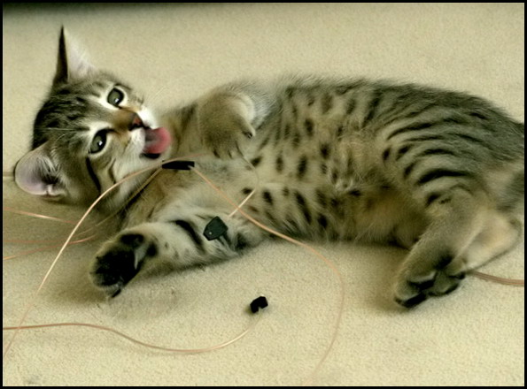 Коты, кошки, котята
