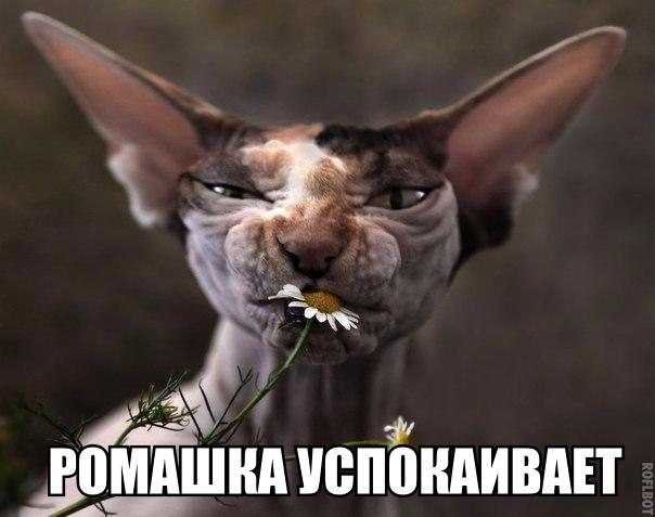 Мохнатые беспредельщики