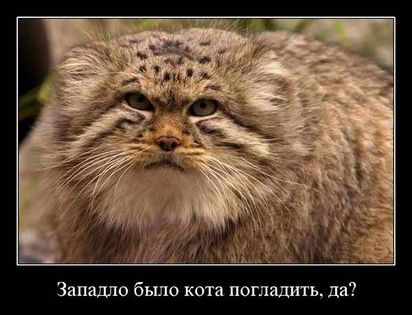 Манулы - самые ленивые и эмоциональные коты