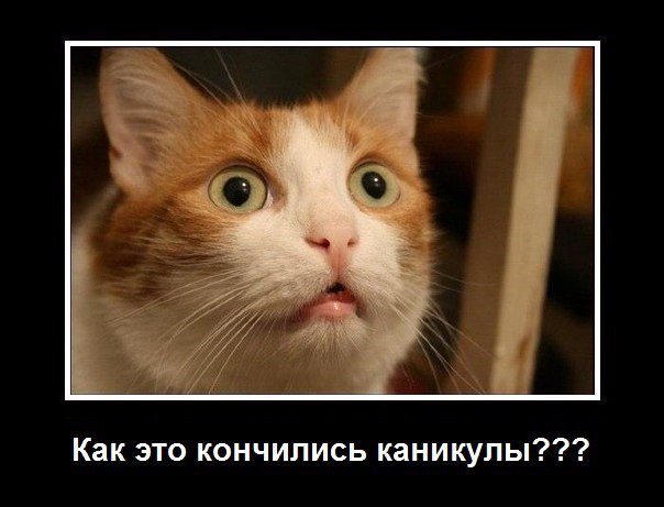 Прикольные животные