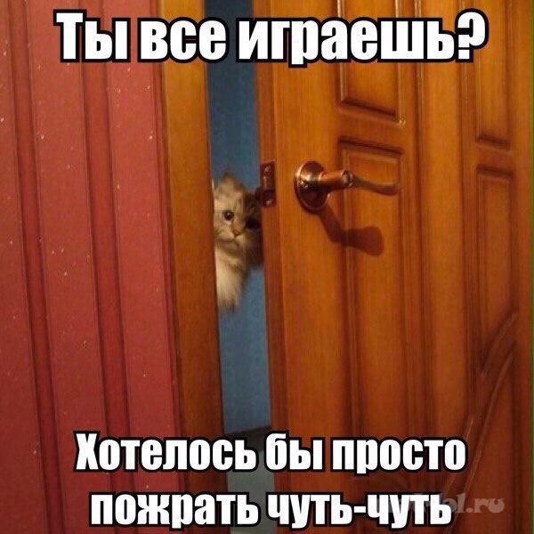 Я конечно люблю котиков, но иногда они реально как заноза в заднице