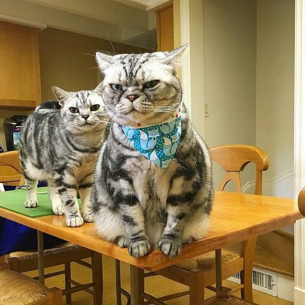 Коты из сети