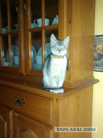 Котовторник 18.04.2017