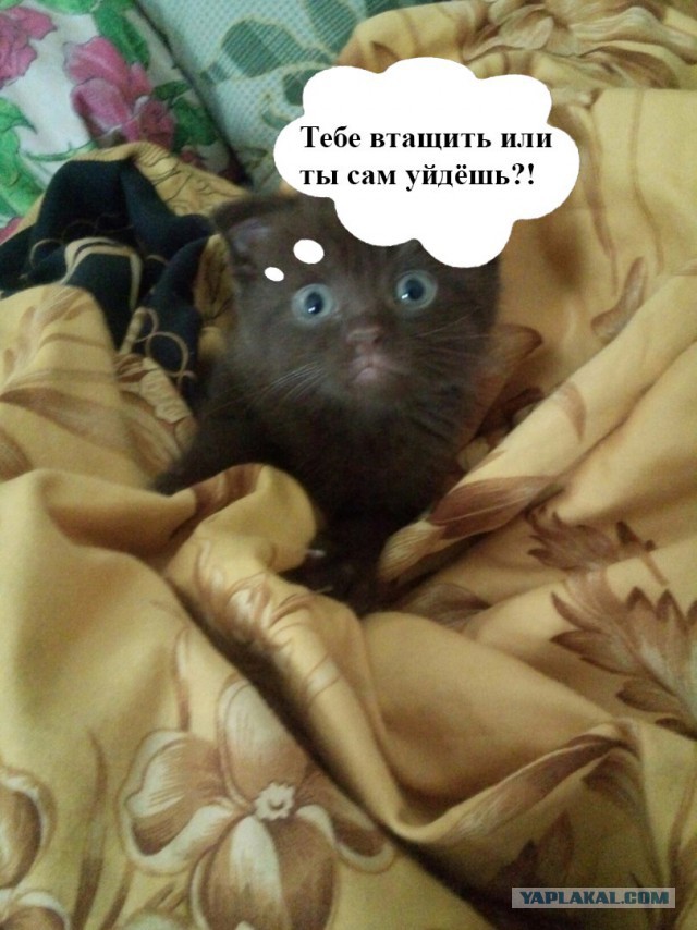 Дай Я Ему Втащу Мем