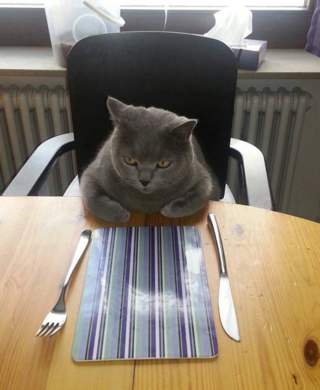 Когда повезло с котом.