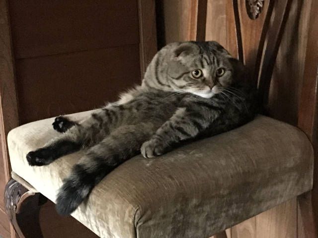 Коты и Кошки