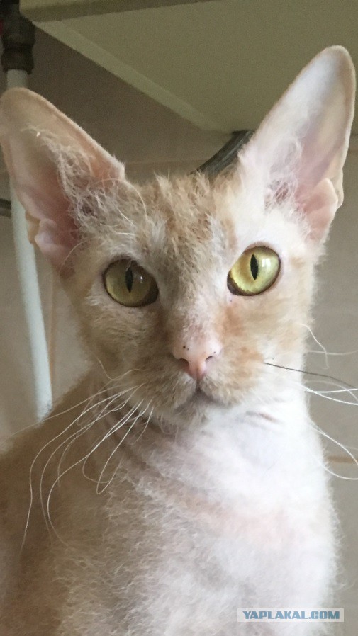 Котовторник 16.01.2018