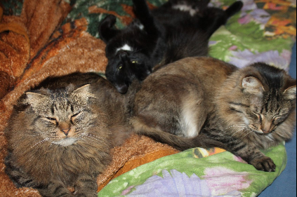 Котовторник  13.02.2018