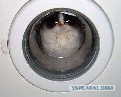 Котомет на вторник (02.04.08)