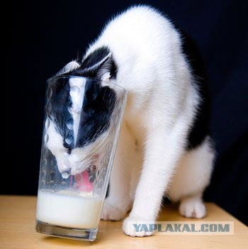Котовторник. А как же?!