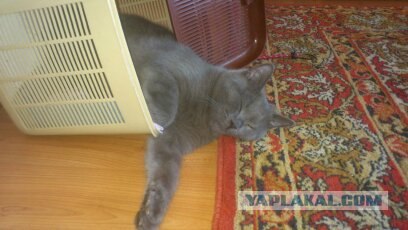 Котовторник 1.11.11