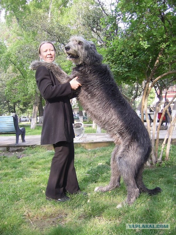 "Пища богов" в Америке начала ХХ века