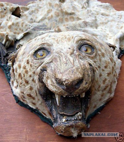 Таксидермия + наркомания