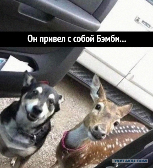 Картинки и мемы для настроения 31.03.2022