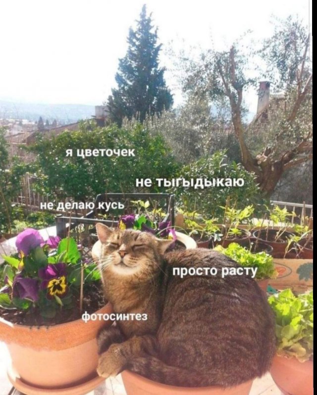 Картинки и мемы, всяко разно - 181