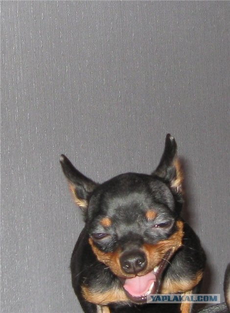 Мои мейн куны