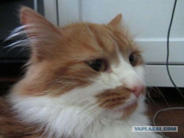 Котовторник 23.07.2013