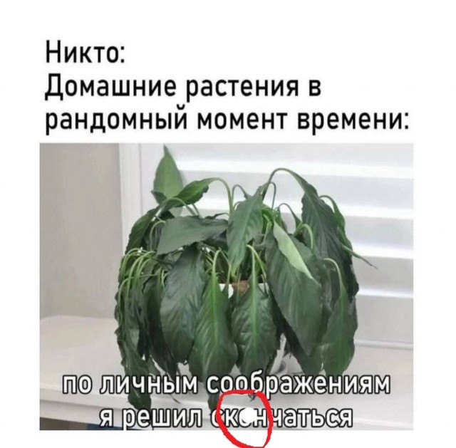 Картинки для деградации 239 (разной степени свежести)