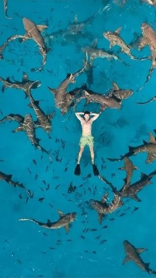 Фауна на Мальдивах в июле