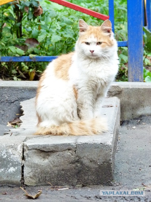 Котовторник на 24.09.2013г