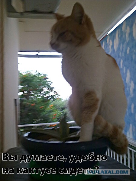 Котовторник   31.12.  2013