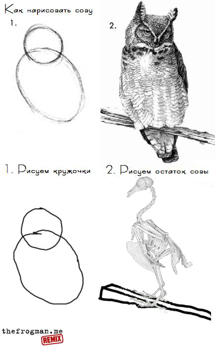 Как нарисовать сову