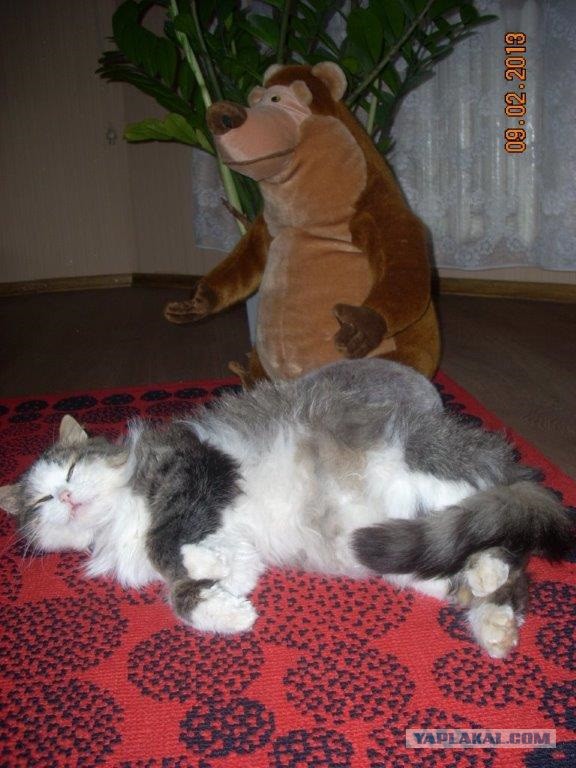 Котовторник 16.09.14