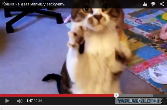 Кошка не даёт малышу заскучать