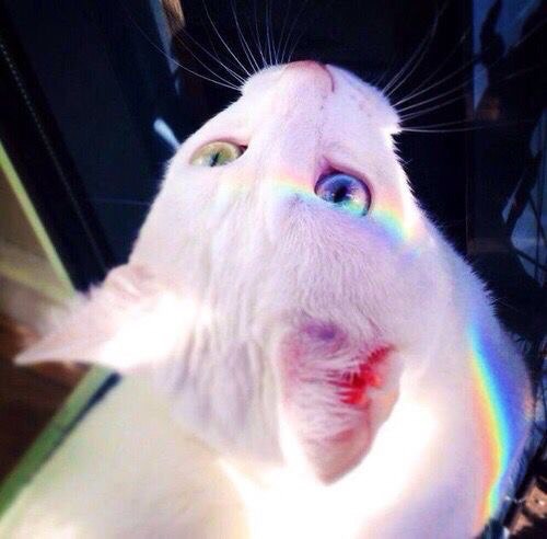 Коты из сети