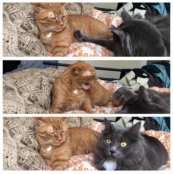 Коты и Кошки