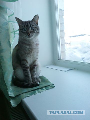 Котовторник 28.03.2017