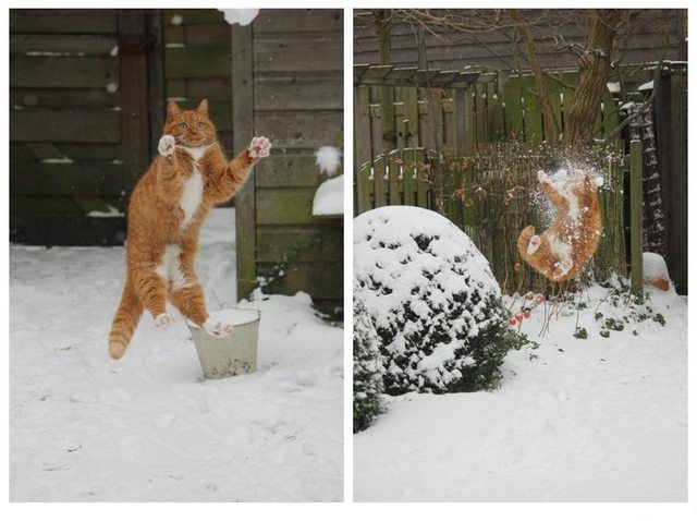 Котофото, сделанные в нужный момент