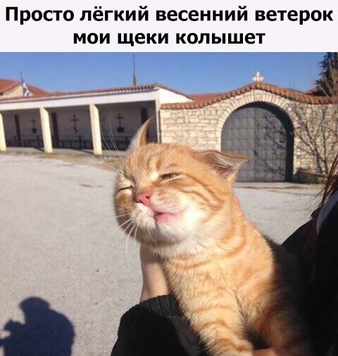 Фотобомбы котов