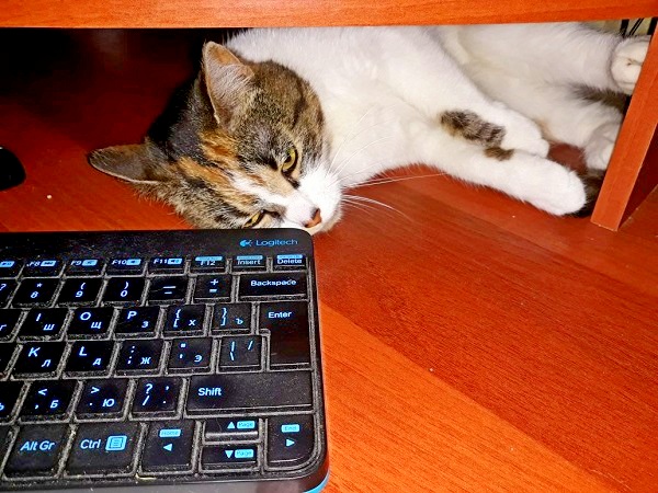 Котовторник 19.06.2018