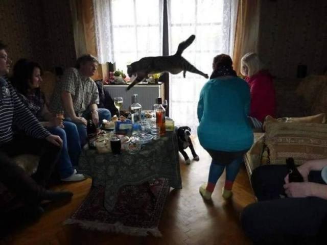 Прикольных котов пост