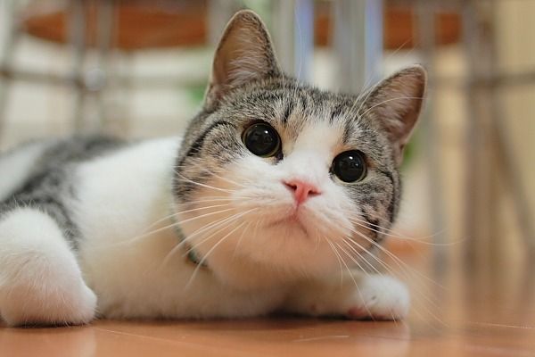 Уррааа! Котовторник на ЯПлакалъ!