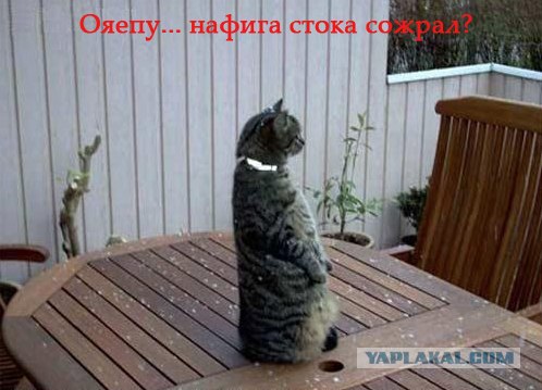 Кошак в шоке